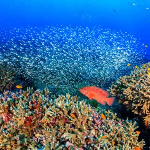 Similan Islands Best Snorkeling Spots in Thailand
